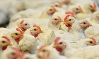Птичи грип в Израел, умъртвиха хиляди пернати животни