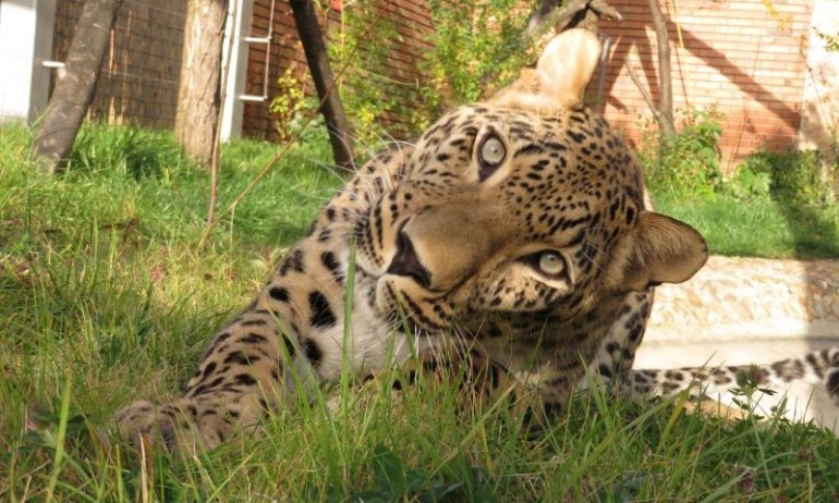 В Софийския зоопарк вече има и женски персийски леопард - Tribune.bg