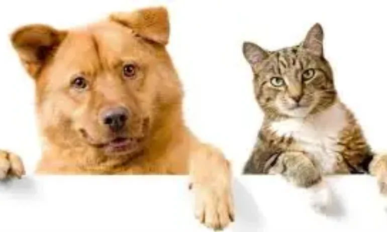 Нови правила в ЕС за котки и кучета: какво се променя - Tribune.bg