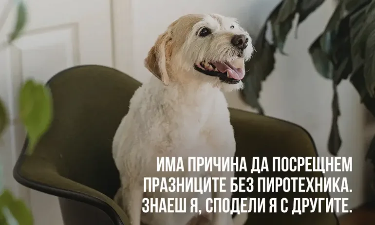 Заря, пиратки и фойерверки - изключителен стрес за домашните любимци - Tribune.bg