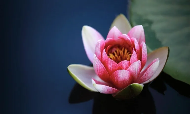 Лотос – Божественото цвете - Tribune.bg