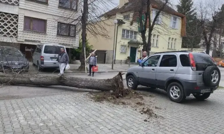 Дърво падна и удари кола с пътници в София - Tribune.bg