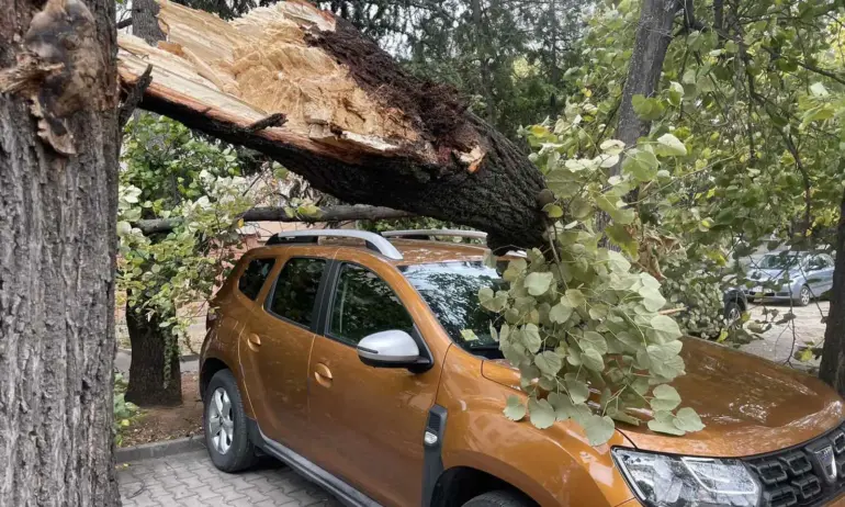 Дърво падна върху кола в Стара Загора - Tribune.bg