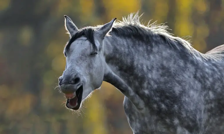 Двама пияни и нахапани от кон нападнаха медици от Спешното във Ветово - Tribune.bg