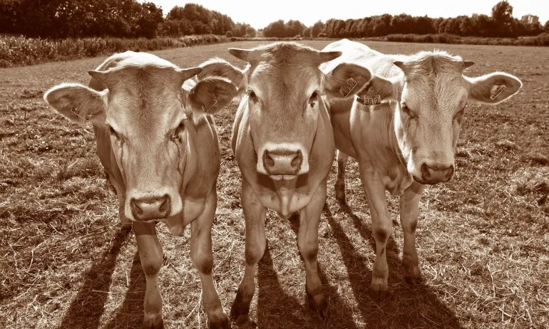 Три крави, пометени от урагана Дориан, бяха открити живи на остров - Tribune.bg