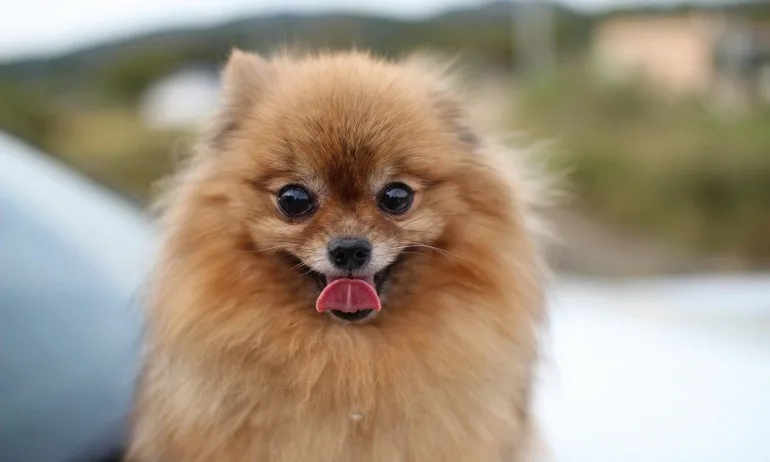 Не целувайте кучетата си! Померанче е с положителен тест за коронавирус, може да е заразено от човек - Tribune.bg