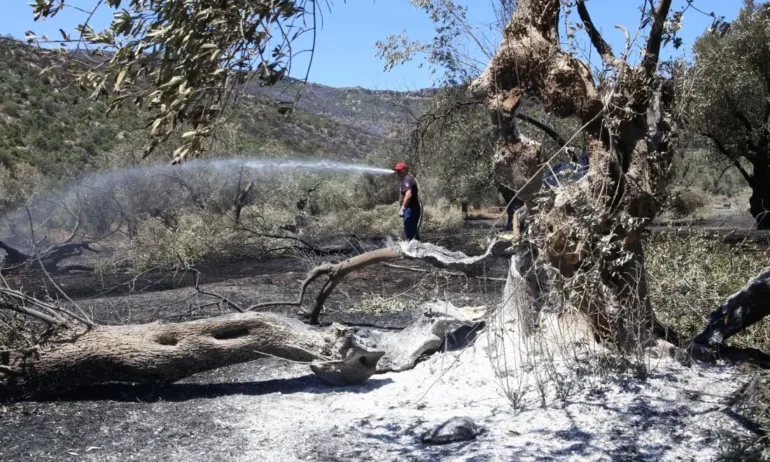 Евакуираха село до Атина заради голям горски пожар - Tribune.bg