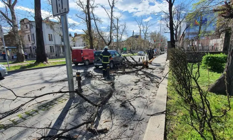 Мъж е в болница, след като клон падна върху него в Пловдив - Tribune.bg