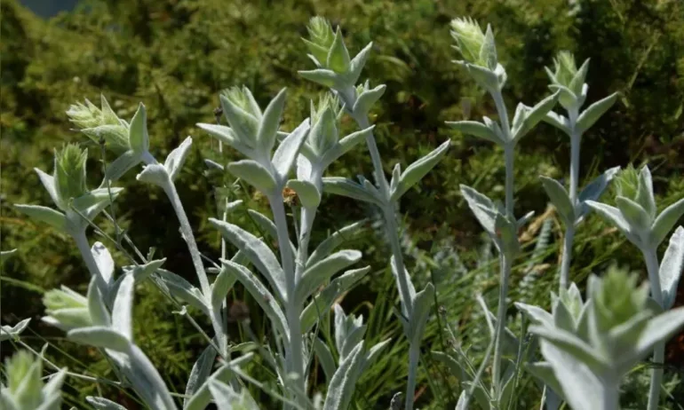 Учени от БАН откриха нов вид растение - Tribune.bg