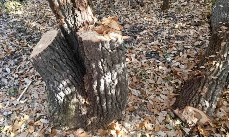 Сезират прокуратурата за незаконна сеч в частна гора в землището на село Огоя - Tribune.bg