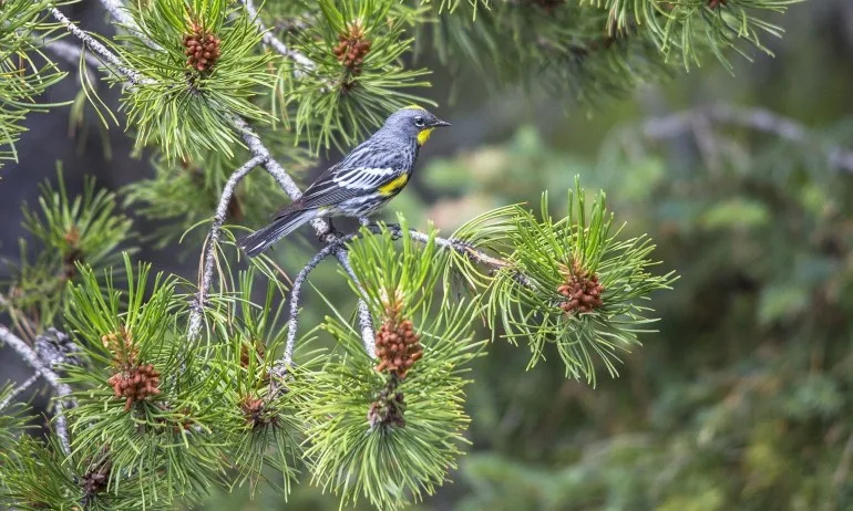 Практика на деня – Работа с дървета: Общуване с бор - Tribune.bg