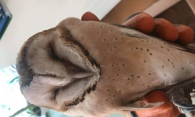 В Сливен спасиха рядка сова, пострадала при сблъсък в стъкло - Tribune.bg