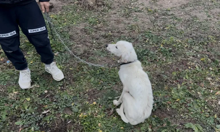 След 7 дни търсене - намериха кучето на изчезналия 13-годишен Николай от Конаре, но от него няма следа - Tribune.bg