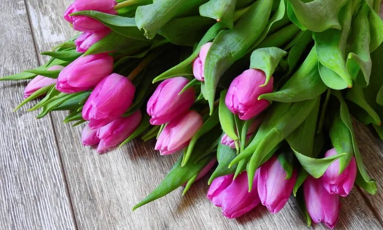 Имен ден празнуват Бойко, Боян и Албена - Tribune.bg