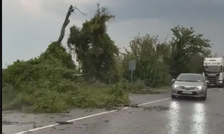 Бурен вятър и порен дъжд събориха дървета в Русенско - Tribune.bg