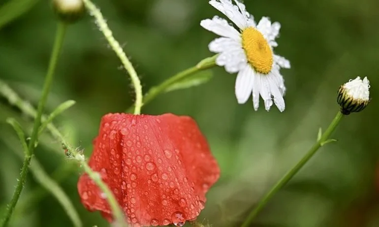Хладно и дъждовно време ни очаква днес - Tribune.bg