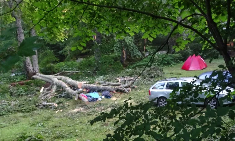 Дърво падна върху палатка и уби 29-годишна жена - Tribune.bg