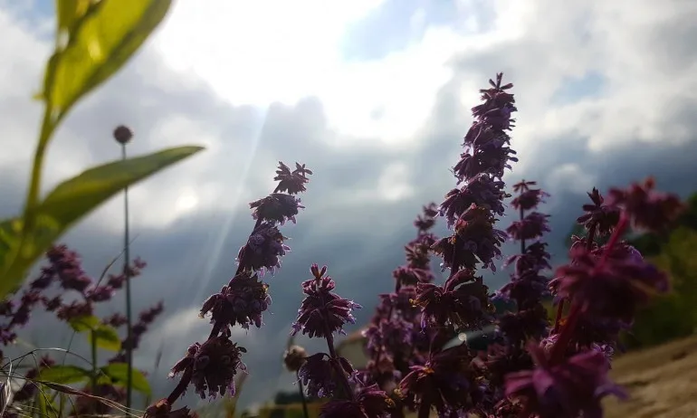 Слънчево преди обяд, следобед кратки валежи и гръмотевици - Tribune.bg