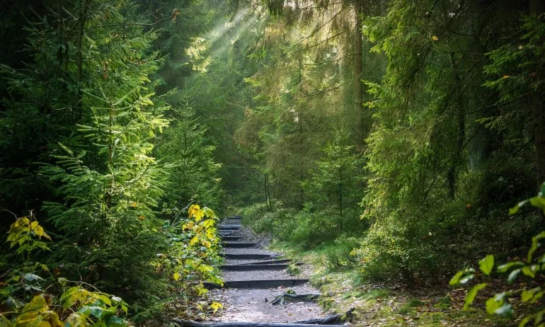 Шинрин-йоку или горското къпане - нов начин за справяне със стреса - Tribune.bg