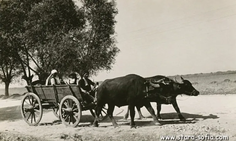 София през вековете: Градската фауна - Tribune.bg