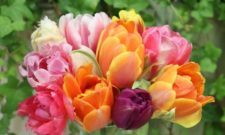 Отбелязваме Международния ден на жената - Tribune.bg