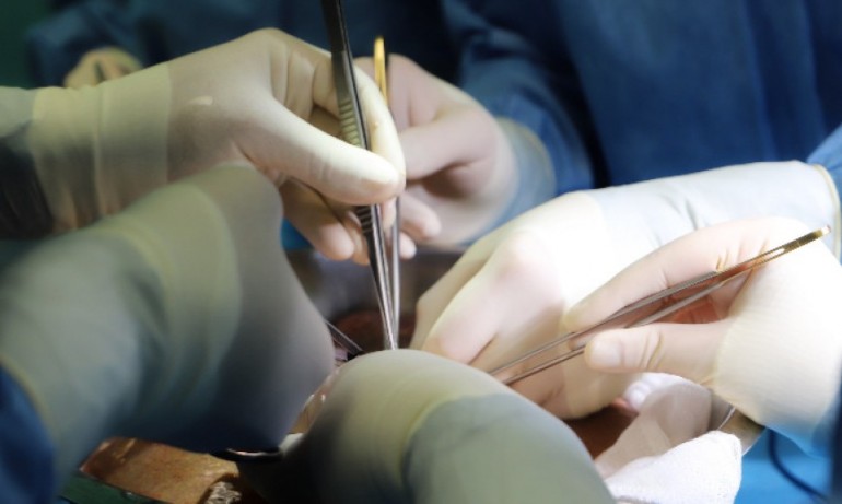 Почина пациентът с трансплантирано от генетично модифицирано прасе сърце - Tribune.bg