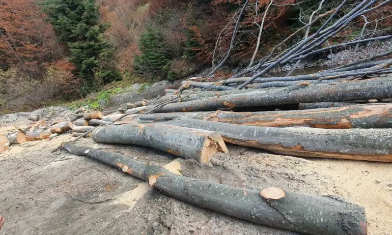 Производители спират работа заради скъпата дървесина и липсата на суровини - Tribune.bg