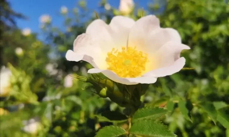 Опасно горещо ще е и днес - Tribune.bg