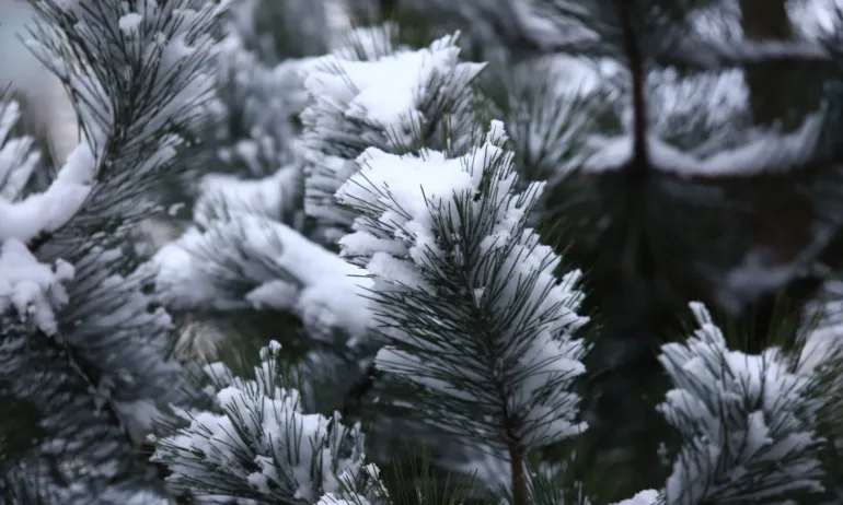 Спират временно движението на автобус 66 на Витоша, ще пускат само коли с вериги - Tribune.bg