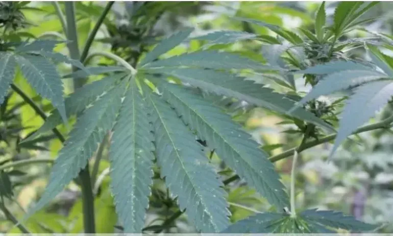 Разкриха плантация с канабис за около 100 000 лева в трудно достъпна местност в Родопите - Tribune.bg