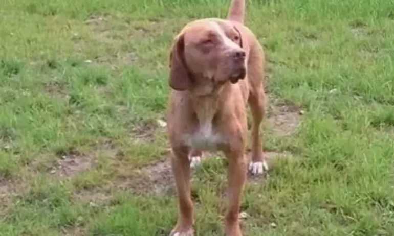 Застреляха домашно куче на тераса - Tribune.bg