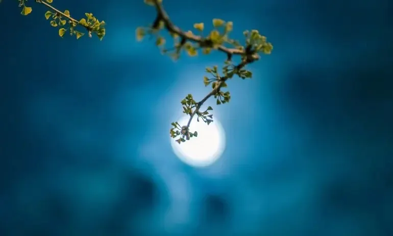 Новолуние в Лъв – сърцето се събужда - Tribune.bg