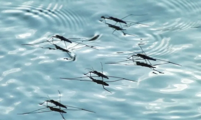 Спешни мерки заради проблема с масовата популация на комари край река Дунав - Tribune.bg