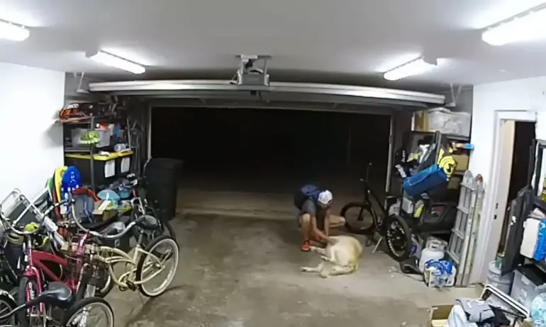 Куче опита да спре крадец на колело в Сан Диего с игра и чесане по корема (ВИДЕО) - Tribune.bg