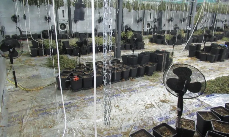 Схема за производство и разпространение на марихуана разкриха криминалисти от Русе - Tribune.bg