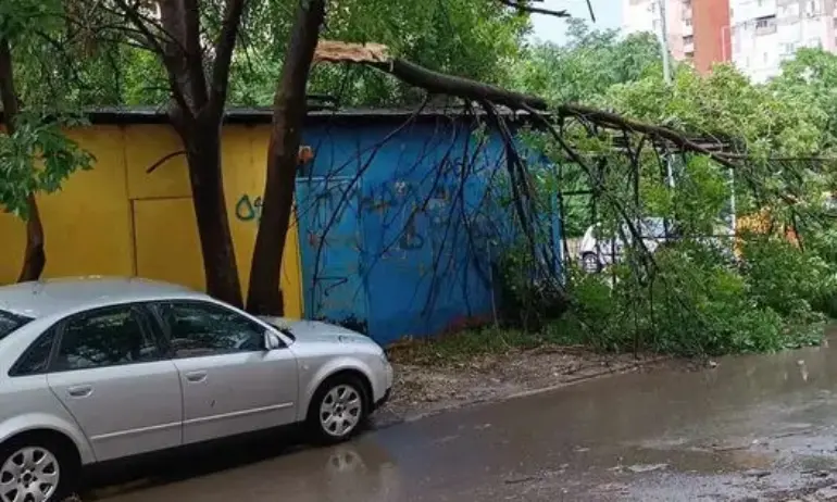 Сигнали за паднали клони, дървета и завирявания след бурята в София - Tribune.bg