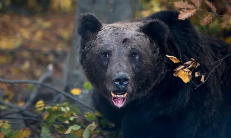 Поставиха чип на 210-килограмова мечка край град Априлци - Tribune.bg