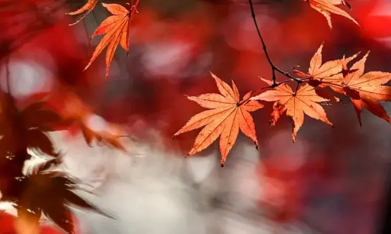 Времето днес: Предимно облачно и по-ниски температури - Tribune.bg