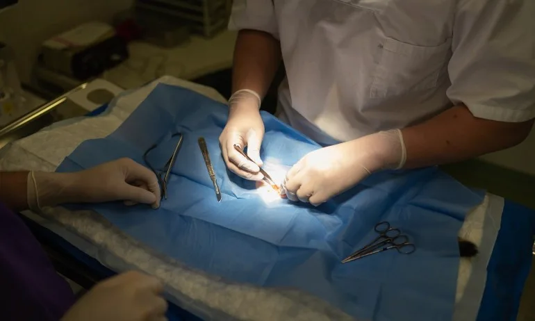 Ку-треска сред ветеринарите - Tribune.bg