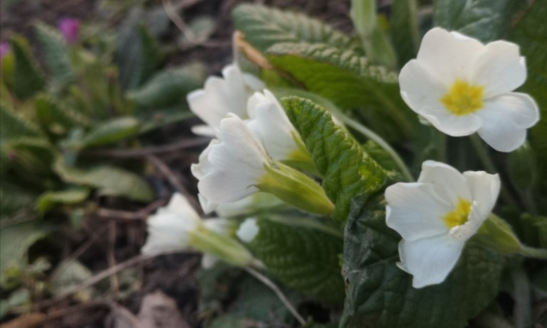Слънчево на запад, кратки валежи на изток - Tribune.bg