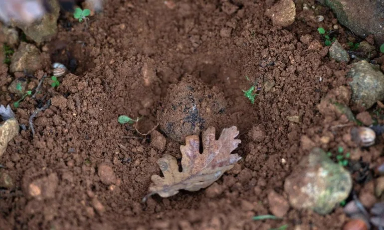 ВМРО внесе в НС Законопроект за трюфелите - Tribune.bg