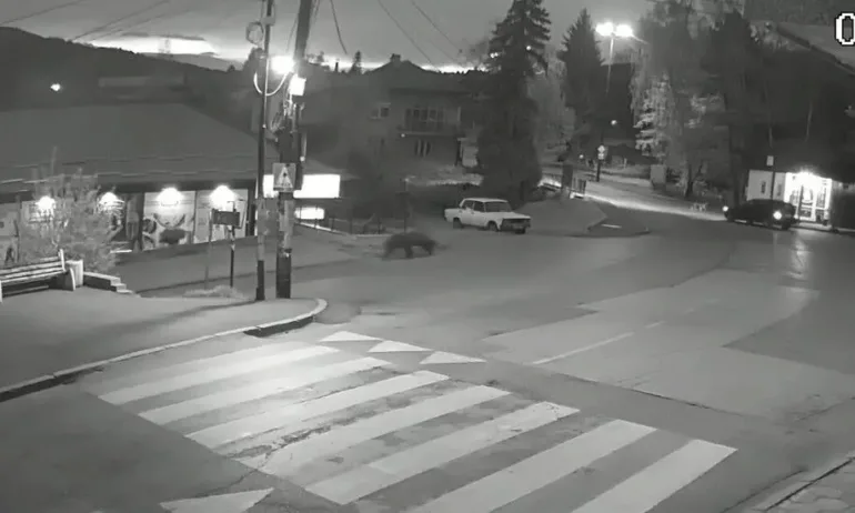 Мечка спринтира по улиците на Владая - Tribune.bg