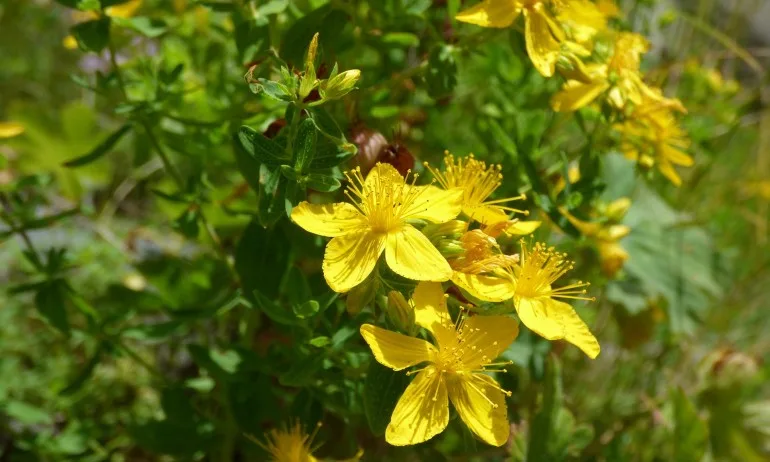 Жълт кантарион в тибетската медицина - Tribune.bg