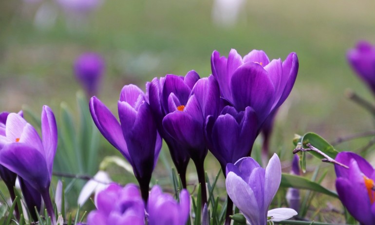 Шафран – символ на щастието - Tribune.bg