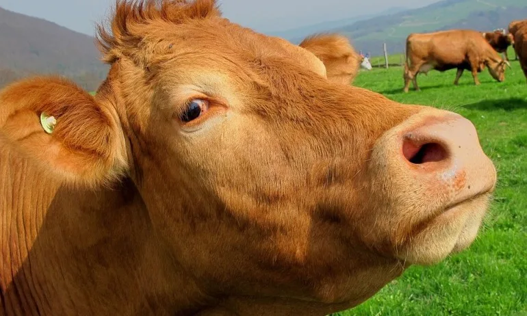 За повече и по-качествено мляко – сложиха виртуални очила на крави в Русия - Tribune.bg