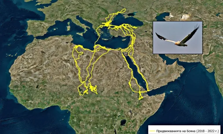 Застрашен египетски лешояд, посетил 22 държави на три континента, бе убит от бракониери в България - Tribune.bg