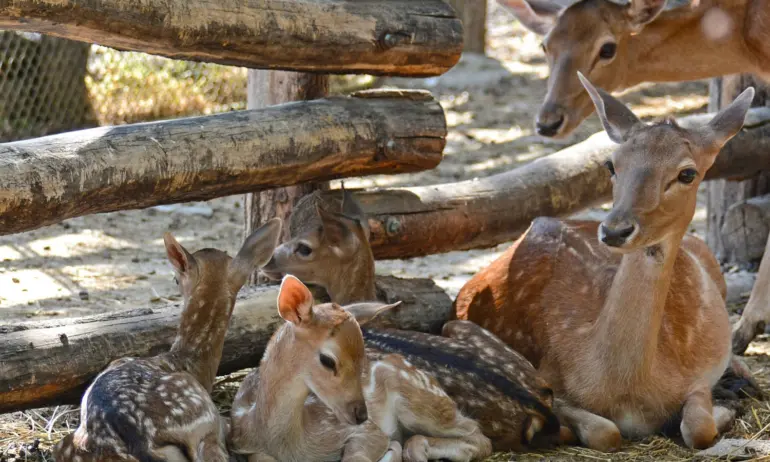 Четири еленчета лопатари са новите попъления във варненския зоопарк (СНИМКИ) - Tribune.bg