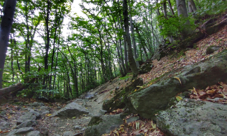 След 15 часа в неизвестност откриха 64-годишна жена и внучето ѝ в Родопите - Tribune.bg