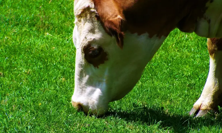 Турция прибра кравите, престояли две седмици на границата - Tribune.bg
