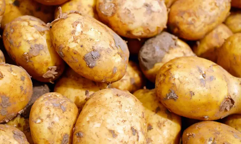 Цена 12.50 за кг.: Златен Юкон - най-скъпите картофи в България - Tribune.bg